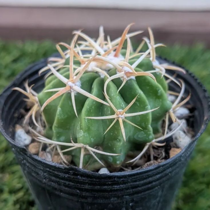 サボテン エキノカクタス 綾波 - メルカリ