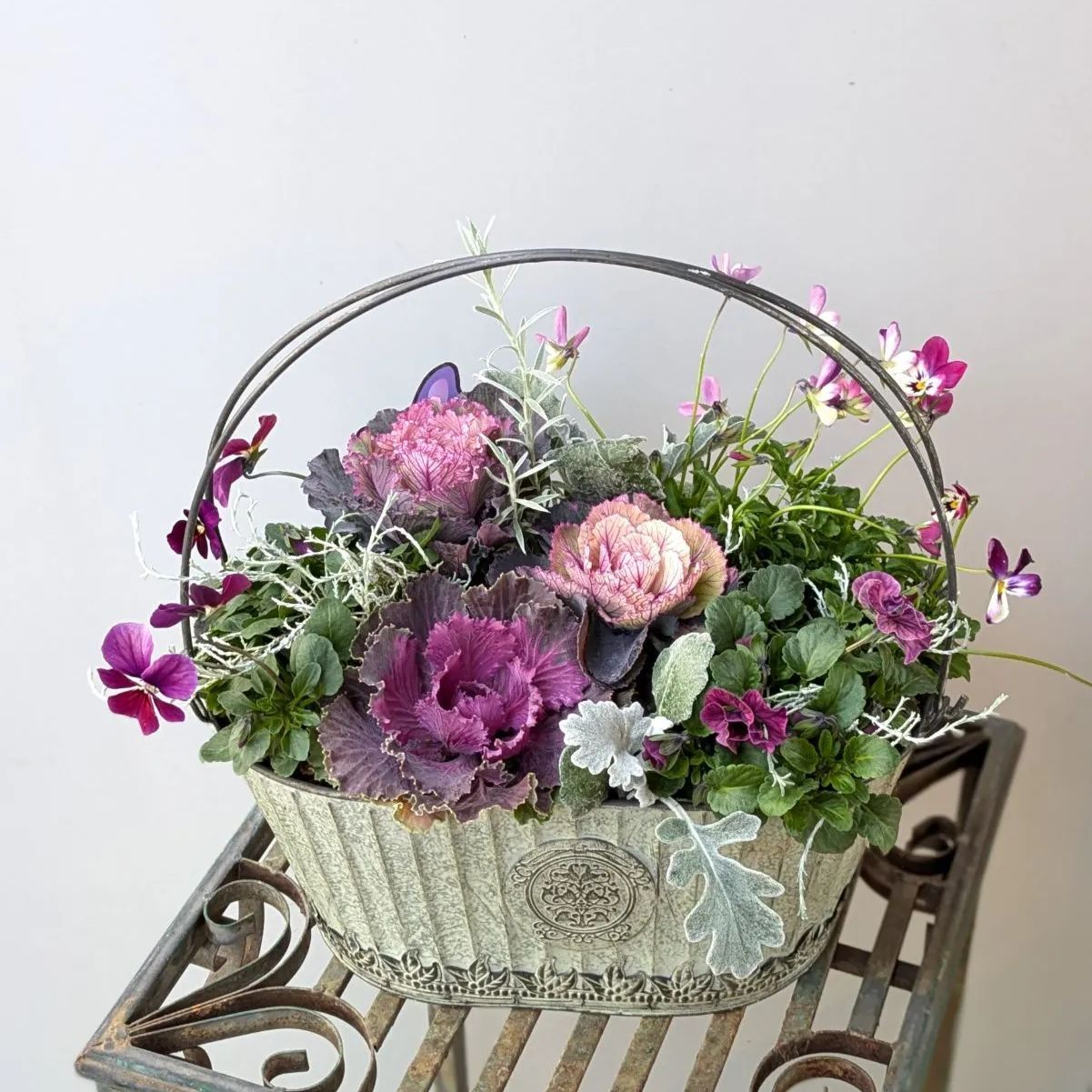 ビオラ・ハボタンの寄せ植え【現品発送】らくらくメルカリ便 - メルカリ