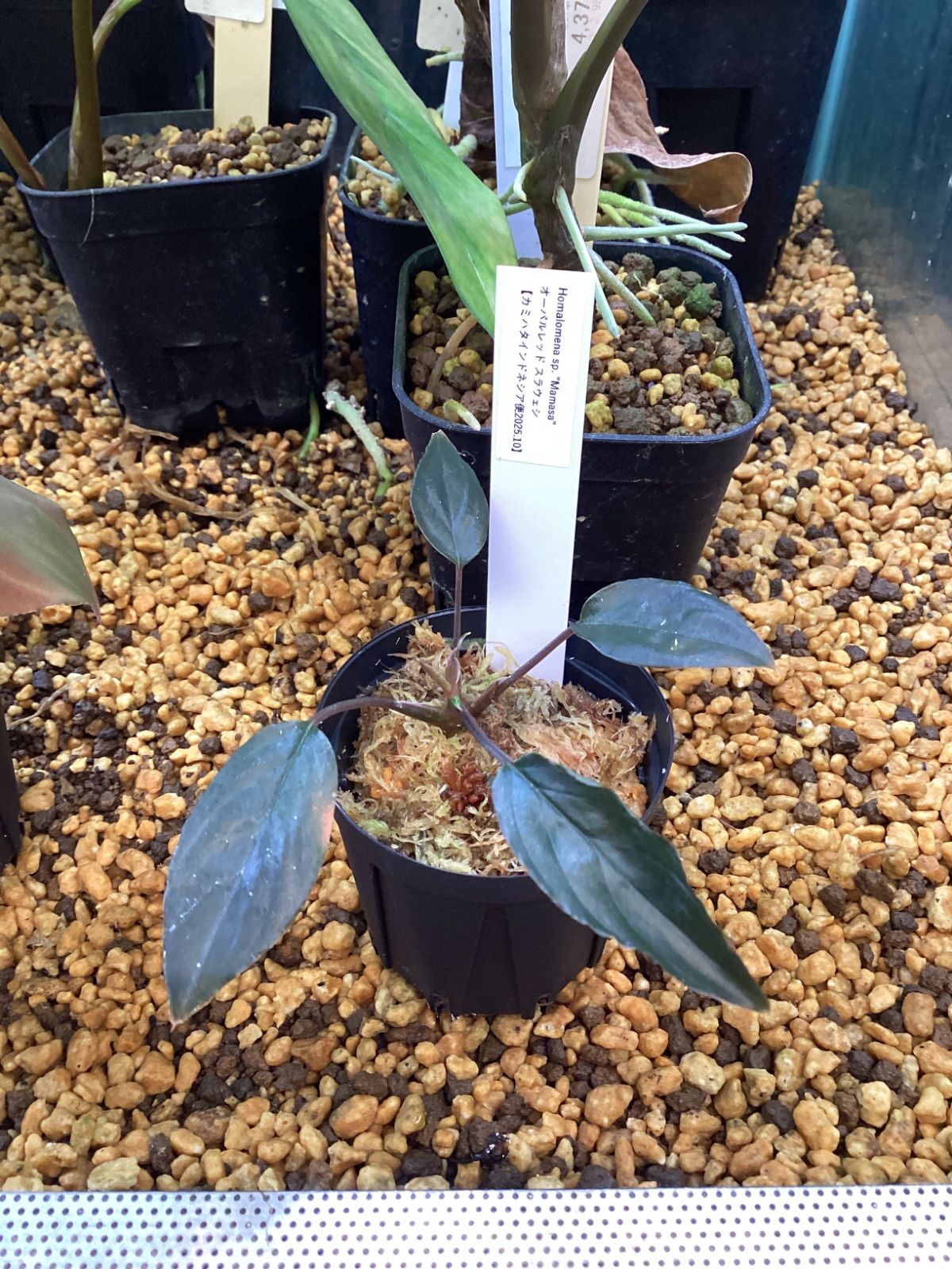 Homalomena sp Manase オーバルレッド スラウェシ カミハタ