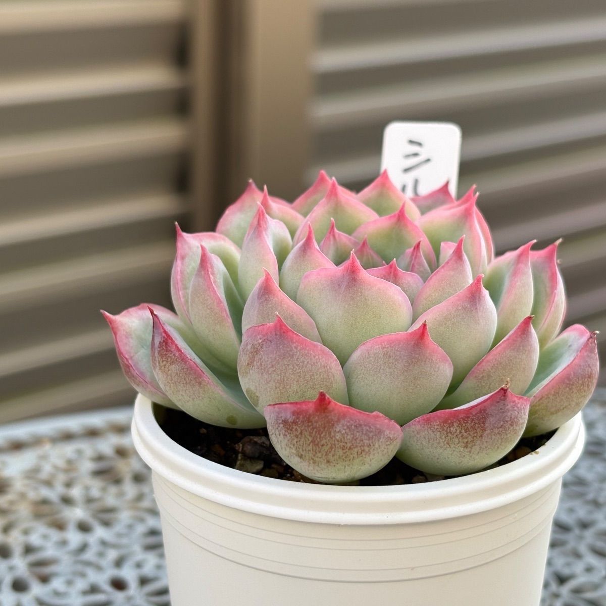 多肉植物　抜き苗　シルエット おすすめ♡*゜シルエット＊多肉植物＊抜き苗 - SUTHINKY'S GALLERY