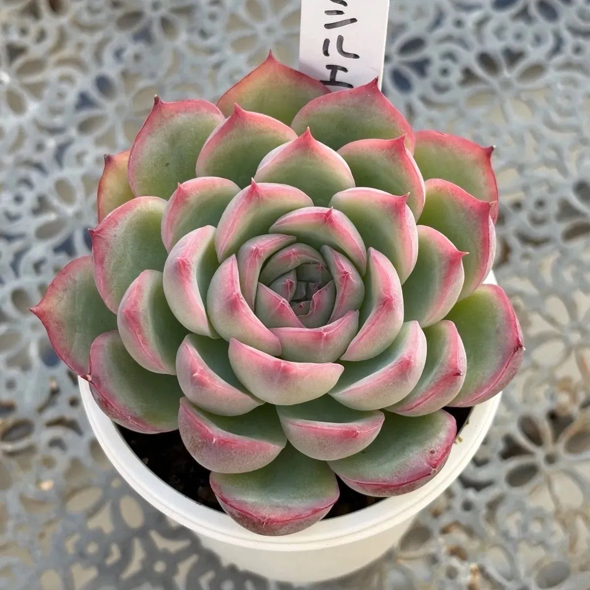 多肉植物 ☘️ シルエット 抜き苗 - メルカリ