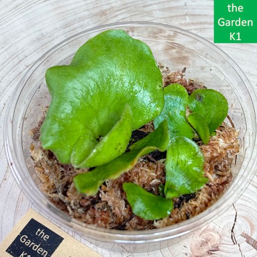 ビカクシダ グランデ ビカクシダ】グランデ（幼苗）G003【コウモリラン】 - メルカリ