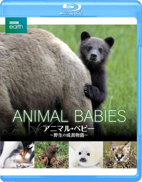 BBC earth アニマル ベビー 野生の成長物語 Blu ray