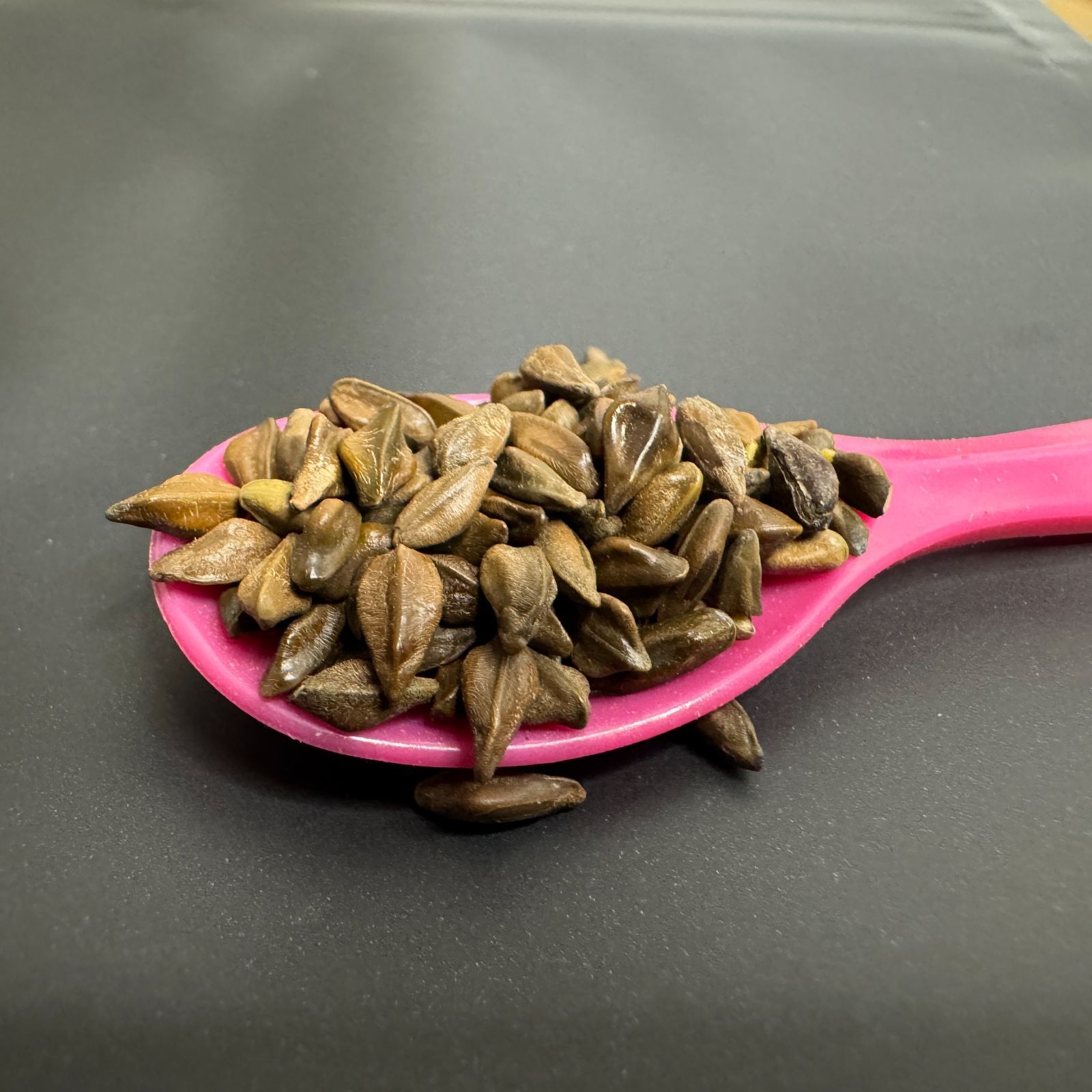 センナ種子スプーン1杯分（70−80粒前後）無選別種子 センナ