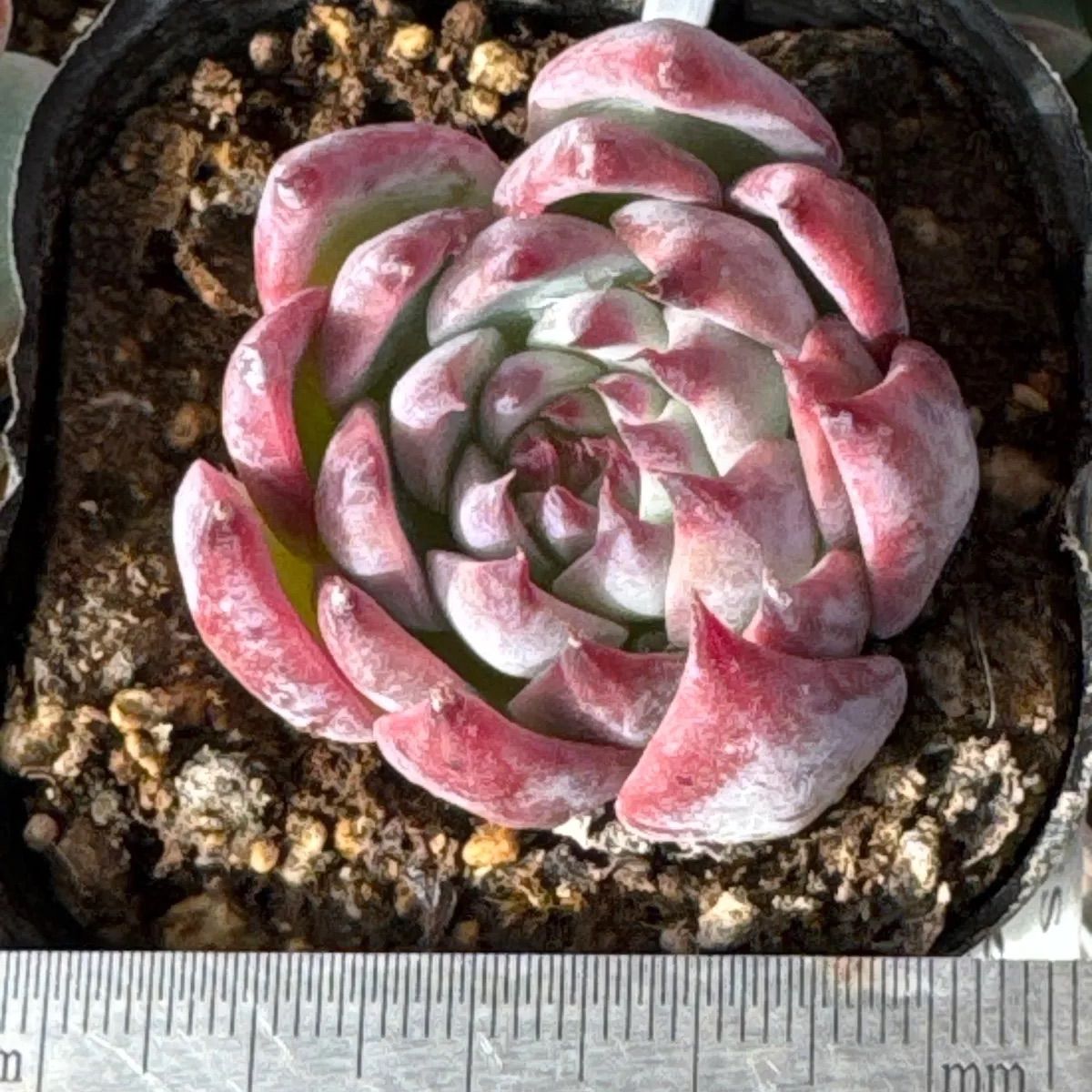 桃太郎❣️札付き❗️多肉植物 抜き苗 - メルカリ