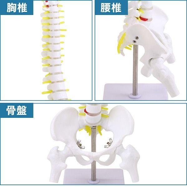 ソムソ社　胸郭・股関節付脊椎骨盤模型♡ 西ドイツ製 QS21-6.jpg?resize=150,150&ssl=1