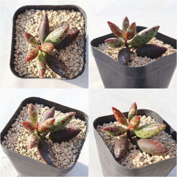 レア✨韓国苗　アドロミクスクス　フィリカウリスレッドスポット 抜き苗 レア✨韓国苗 アドロミクスクス フィリカウリスレッドスポット 抜き苗