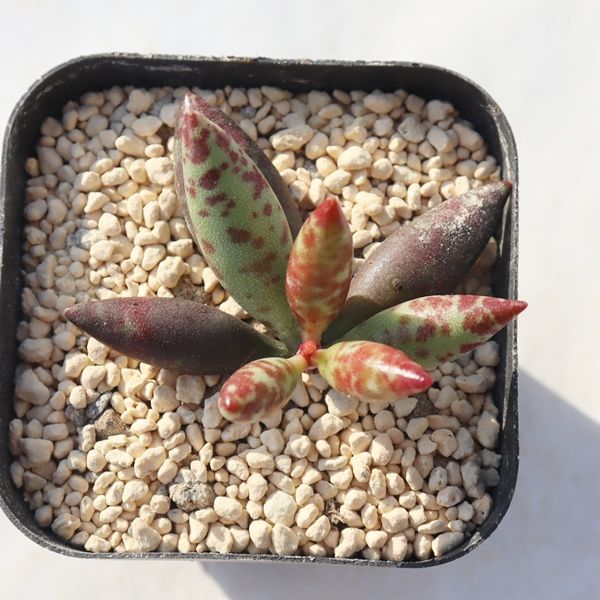 レア✨韓国苗　アドロミクスクス　フィリカウリスレッドスポット 抜き苗 楽天市場】フィリカウリスレッドスポット アドロミスクス Mサイズ 5.5