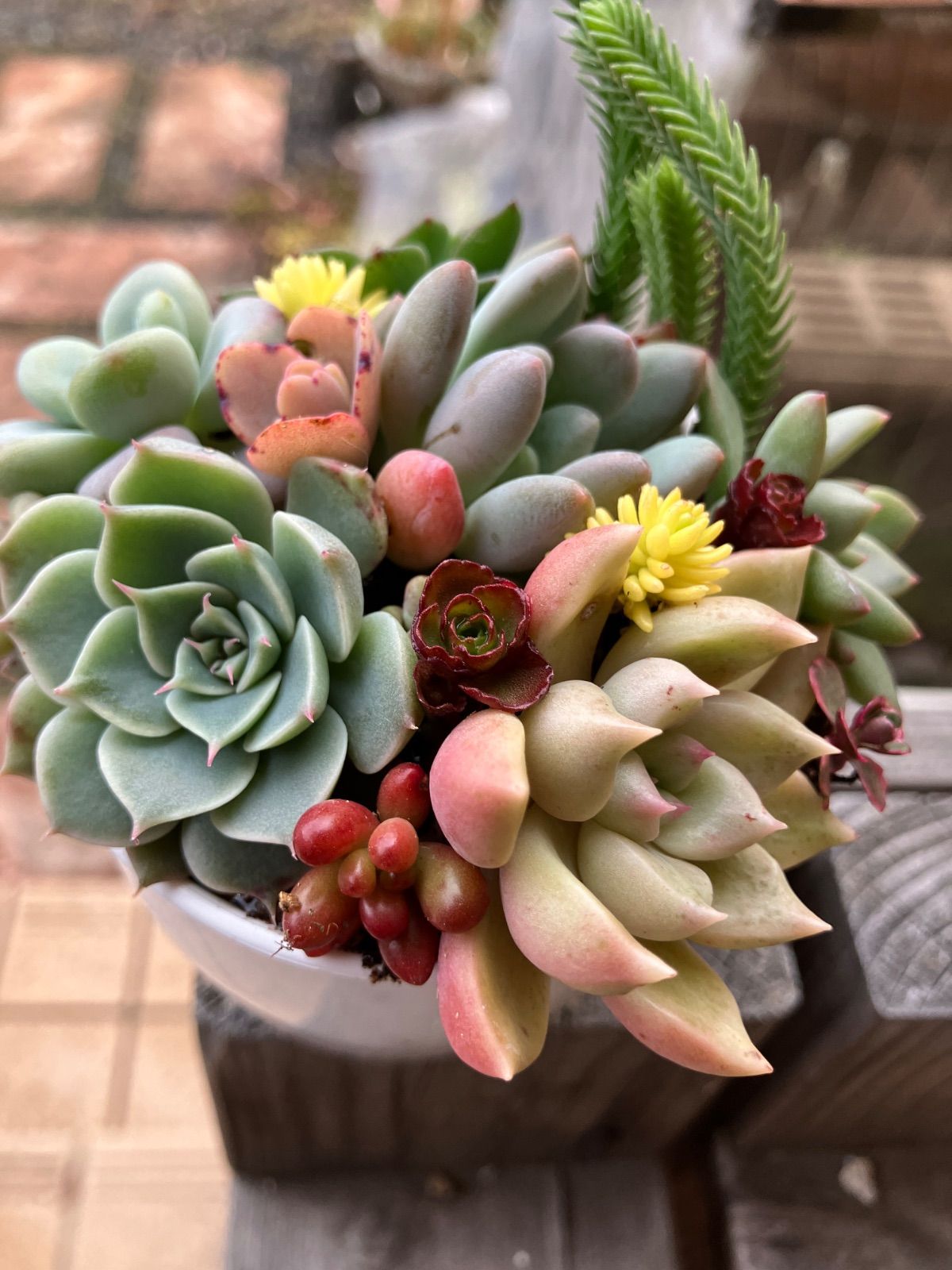 多肉ちゃん達の寄せ植え お正月 8cmプラ鉢入り特定記録付き - メルカリ