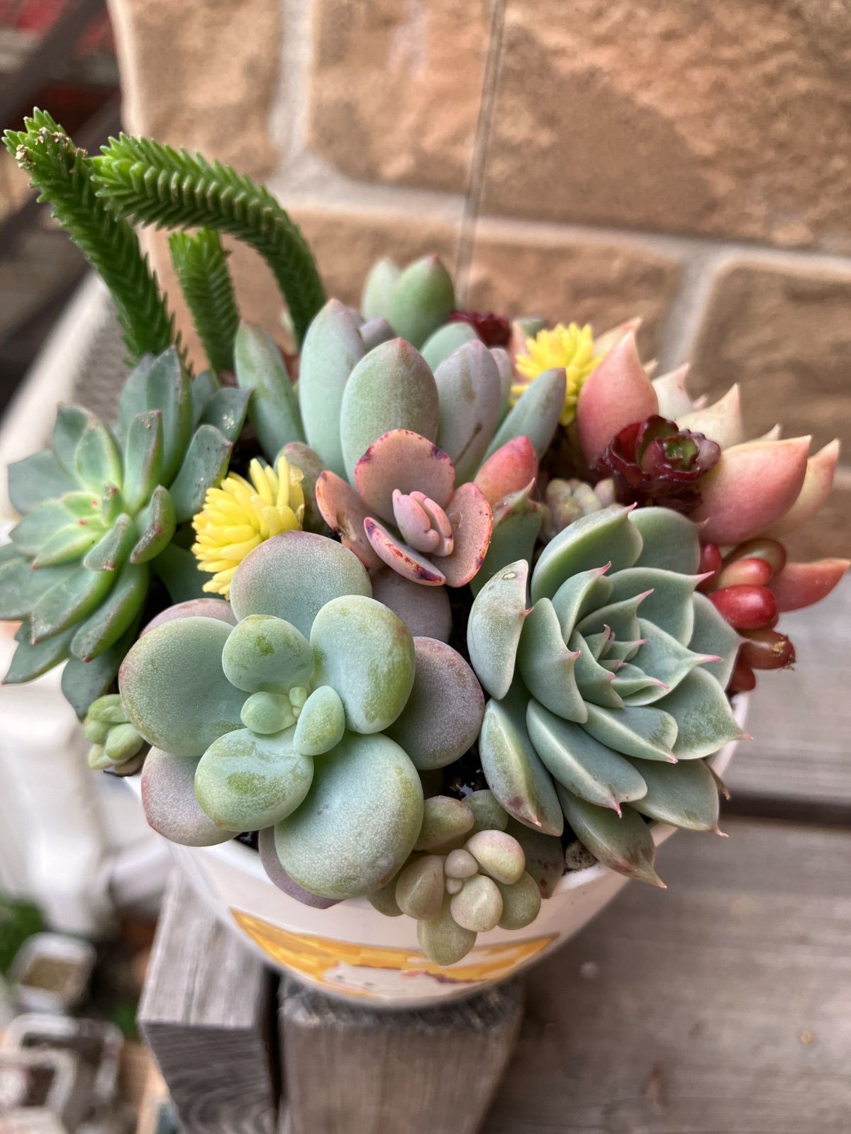 多肉ちゃん達の寄せ植え お正月 8cmプラ鉢入り特定記録付き - メルカリ