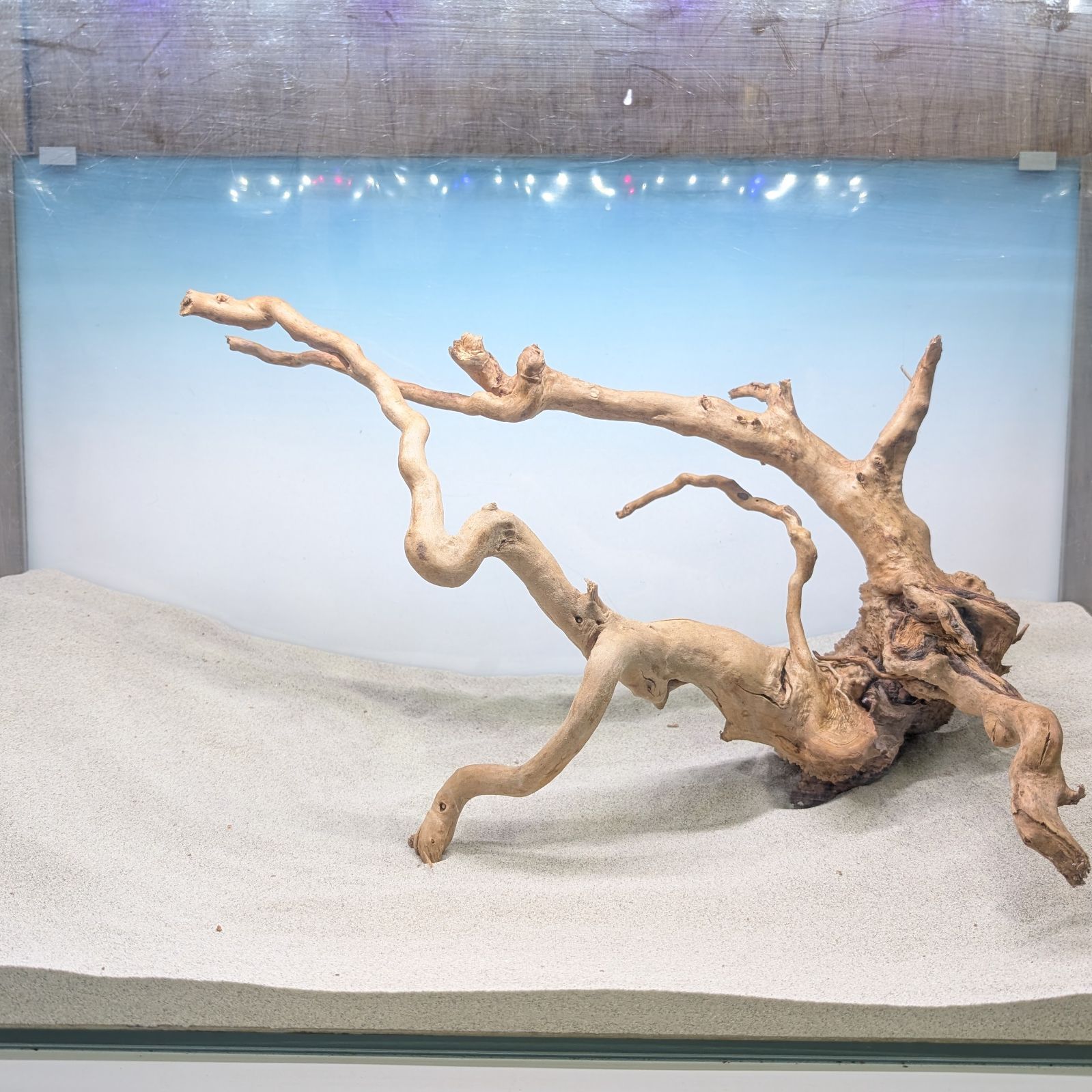ブランチウッド✻未処理｜44cm｜BW59422｜1点｜自然流木｜アクアリウム
