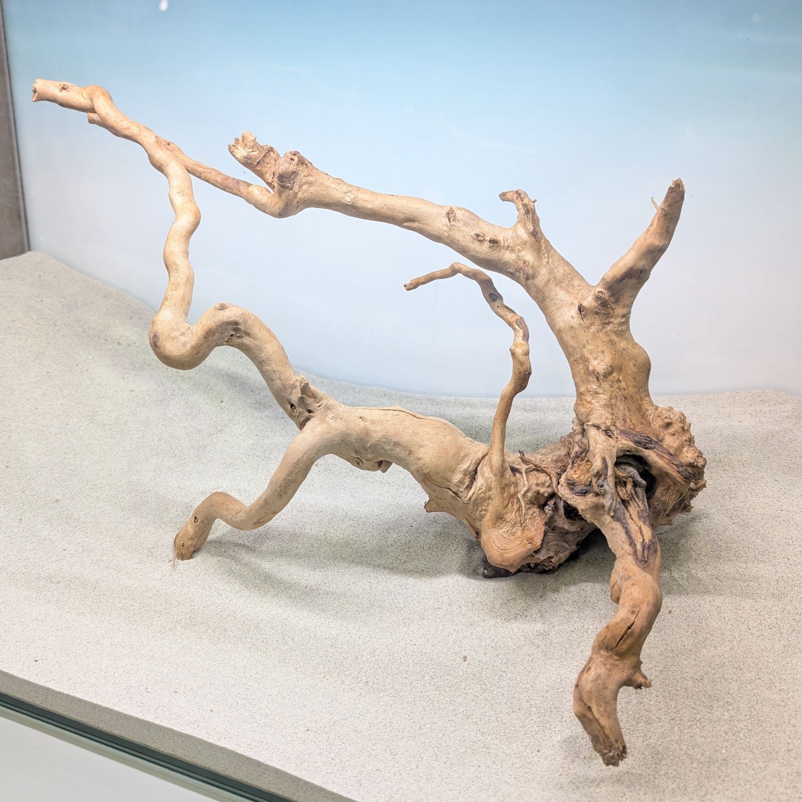 ブランチウッド✻未処理｜44cm｜BW59422｜1点｜自然流木｜アクアリウム