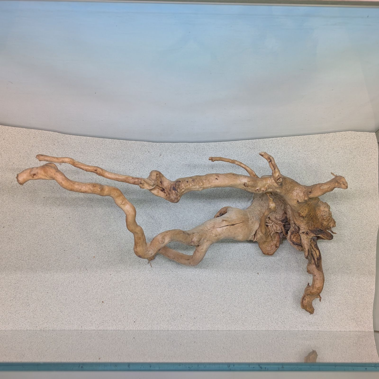 ブランチウッド✻未処理｜44cm｜BW59422｜1点｜自然流木｜アクアリウム