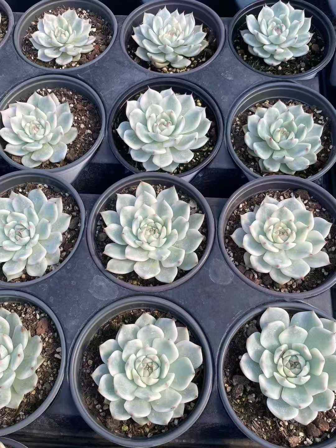 新規オープン記念 チワワ錦×12株 多肉植物 エケベリア セダム