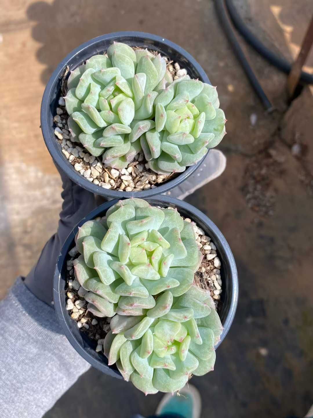 新入荷 アイリッシュミント×12株 多肉植物 エケベリア セダム 