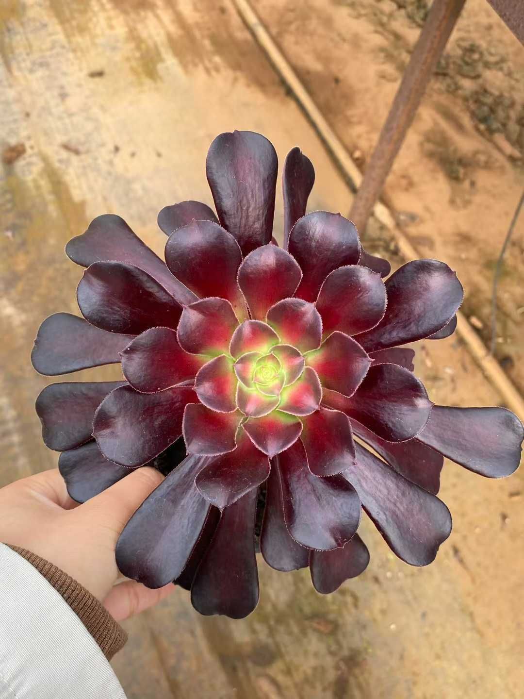 新規オープン記念 ブラック金剛×18株 多肉植物 エケベリア セダム