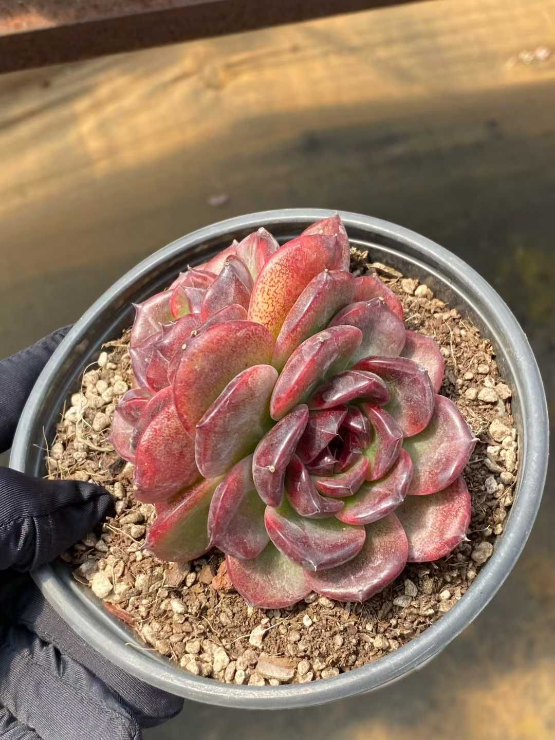 新規オープン記念 ブラックローズ×12株 多肉植物 エケベリア セダム