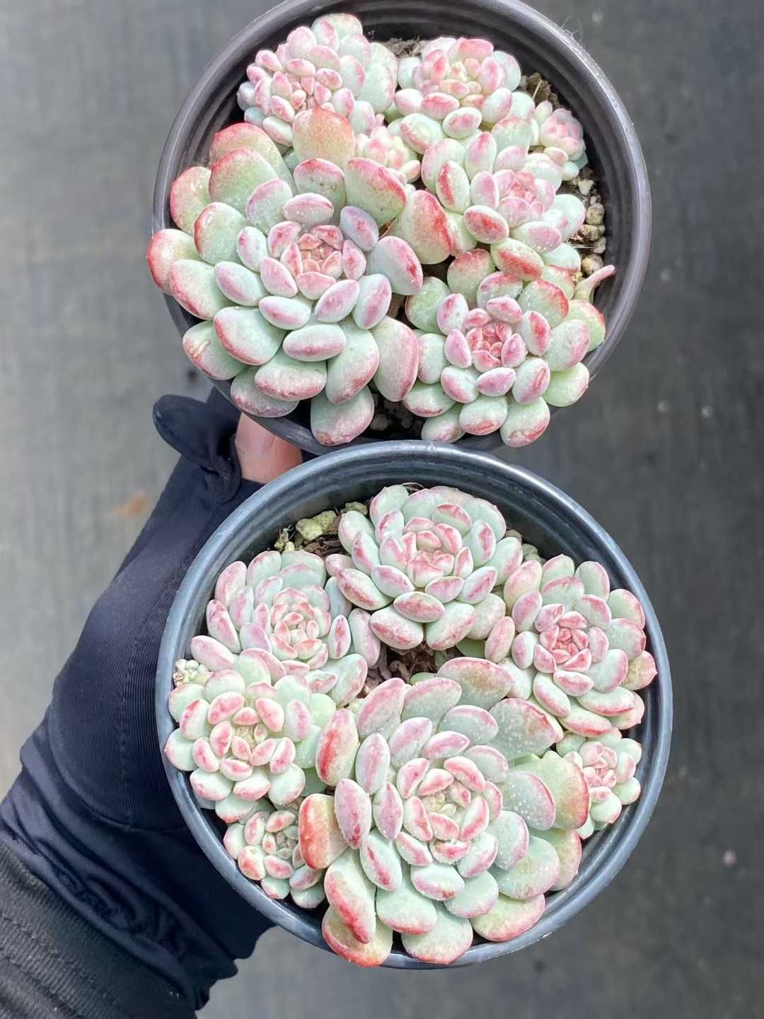 新規オープン記念 萌え豆×24株 多肉植物 エケベリア セダム