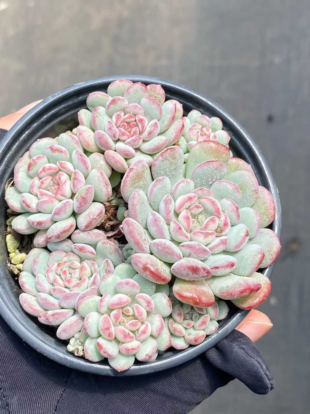 新規オープン記念 キュートバブル群生×24株 多肉植物 抜き苗