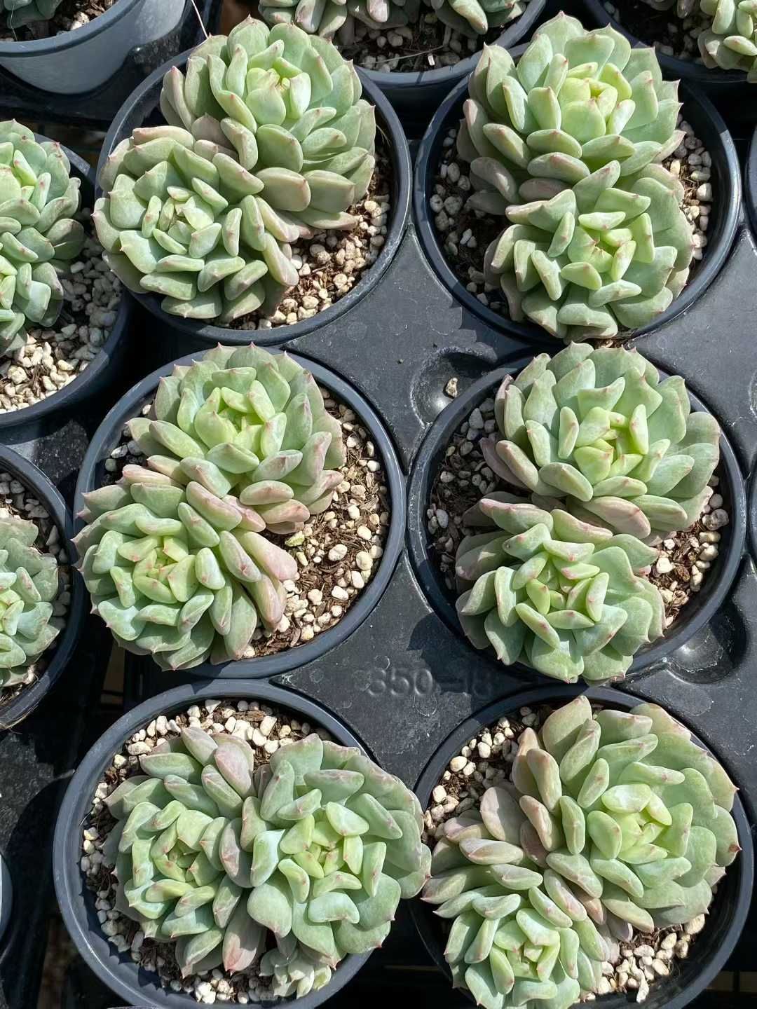 新入荷 アイリッシュミント×12株 多肉植物 エケベリア セダム 