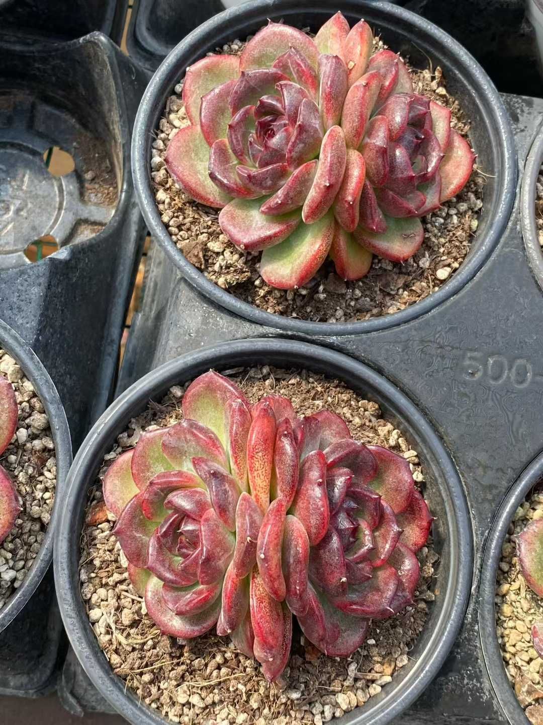 新規オープン記念 ブラックローズ×12株 多肉植物 エケベリア セダム