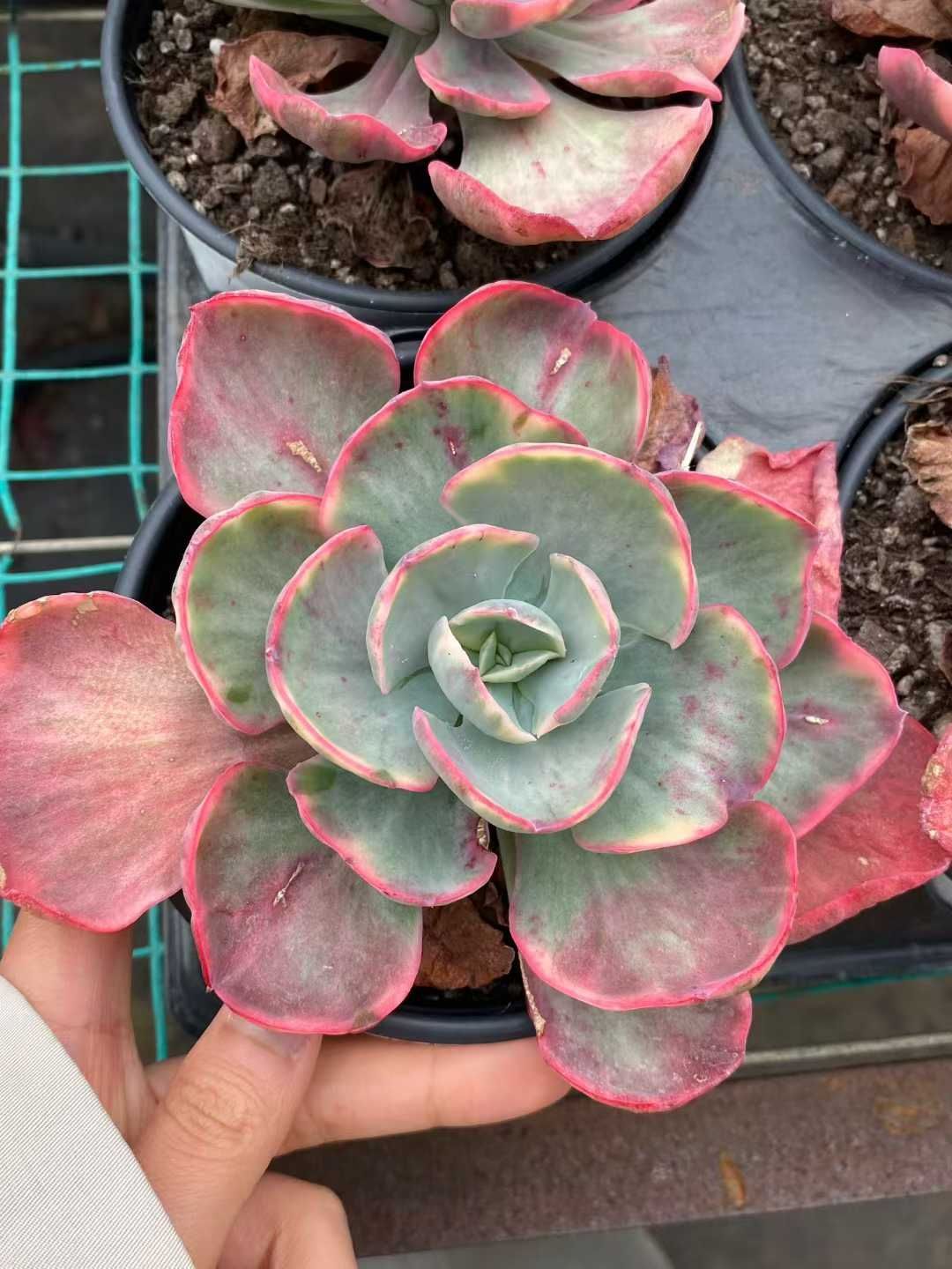 新規オープン記念 ディックライト 15株 多肉植物 エケベリア セダム アエオニウム 韓国苗 寄せ植え 詰め合わせ MY 877