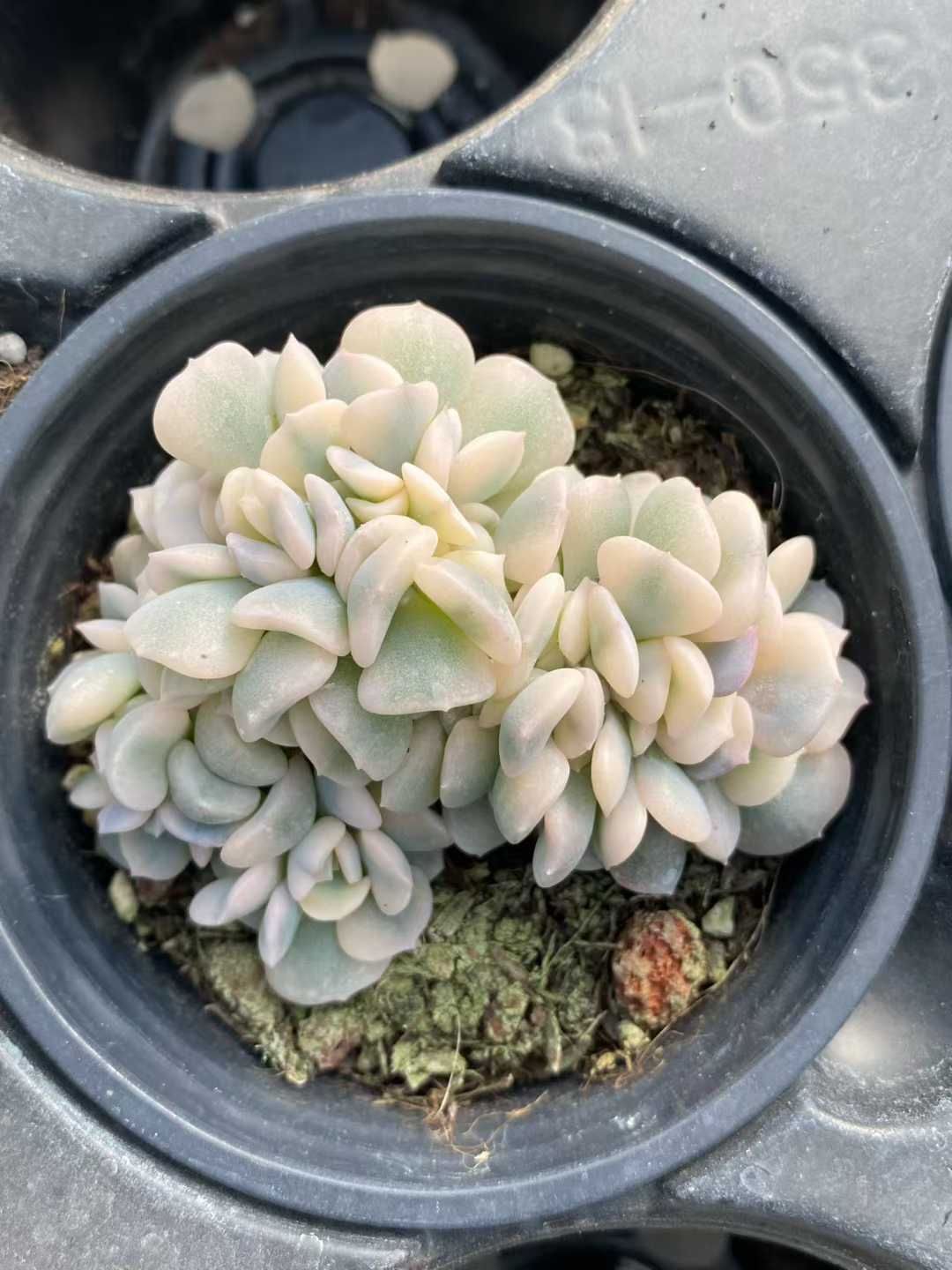 新規オープン記念 スノー妖精石化 12株 多肉植物 エケベリア セダム アエオニウム 韓国苗 寄せ植え 詰め合わせ MY 881