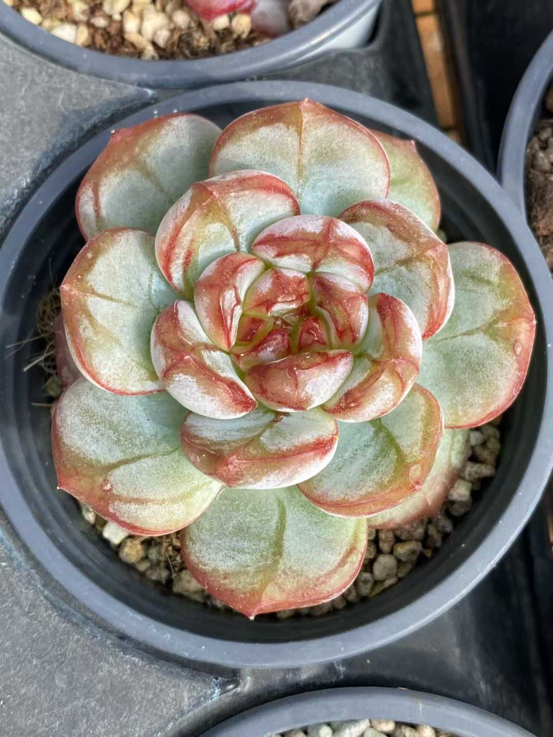 新規オープン記念 ロマンティック×18株 多肉植物 エケベリア セダム アエオニウム 韓国苗 寄せ植え 詰め合わせ MY 880