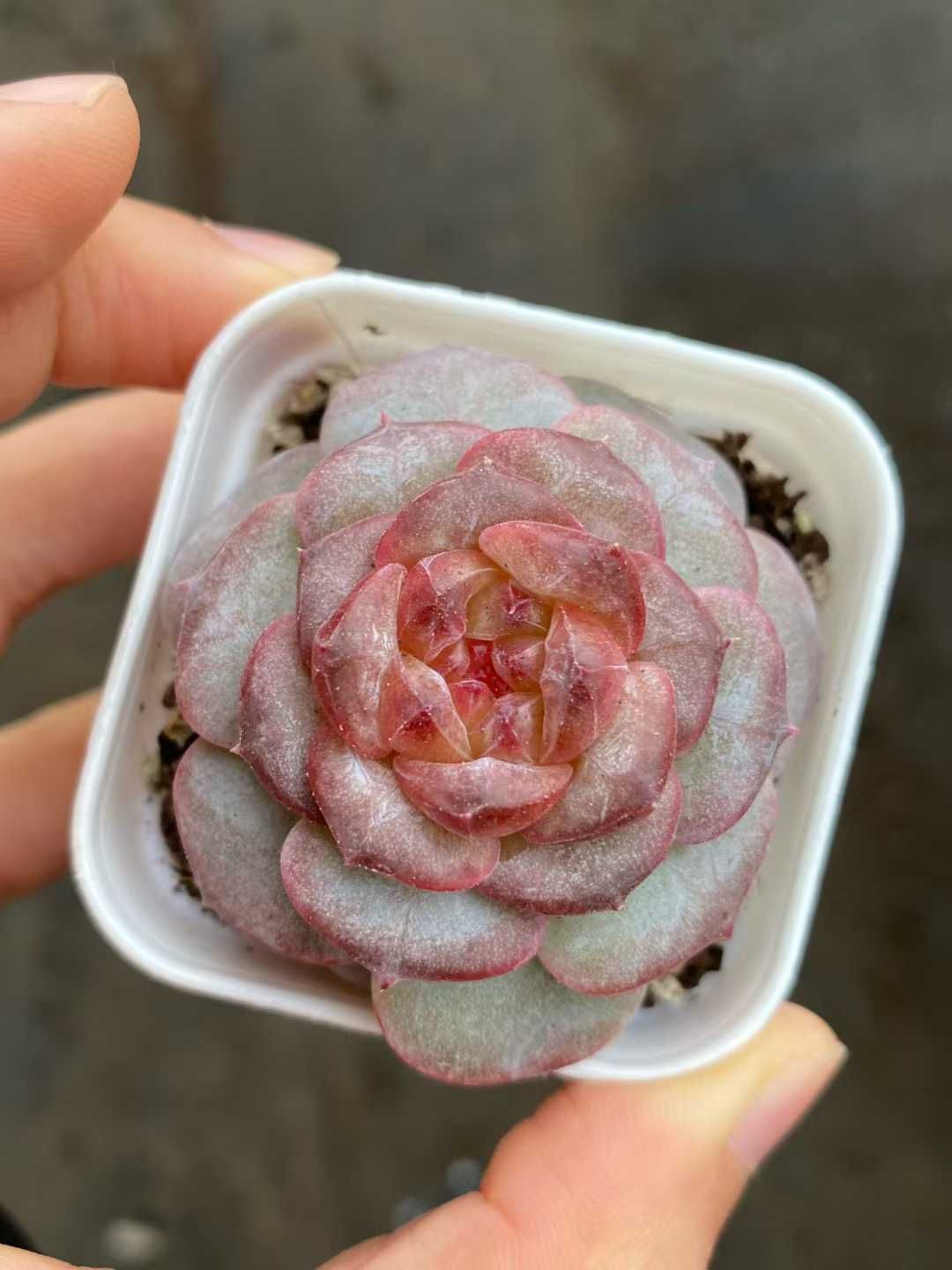 新規オープン記念 レッドハート 50株 多肉植物 エケベリア セダム アエオニウム 韓国苗 寄せ植え 詰め合わせ MY 885