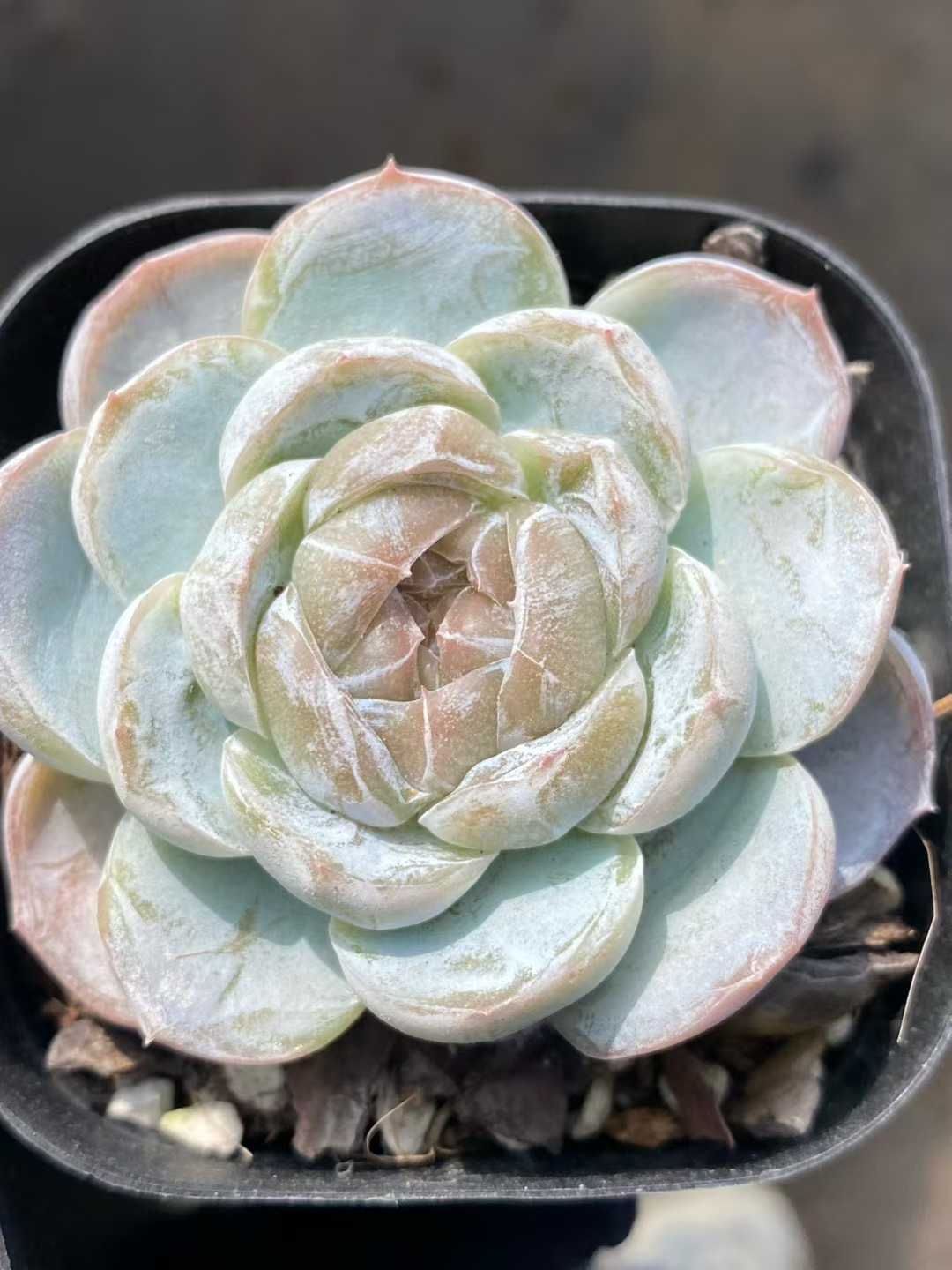 新規オープン記念 ホワイトエンジェル 24株 多肉植物 エケベリア セダム アエオニウム 韓国苗 寄せ植え 詰め合わせ MY 892