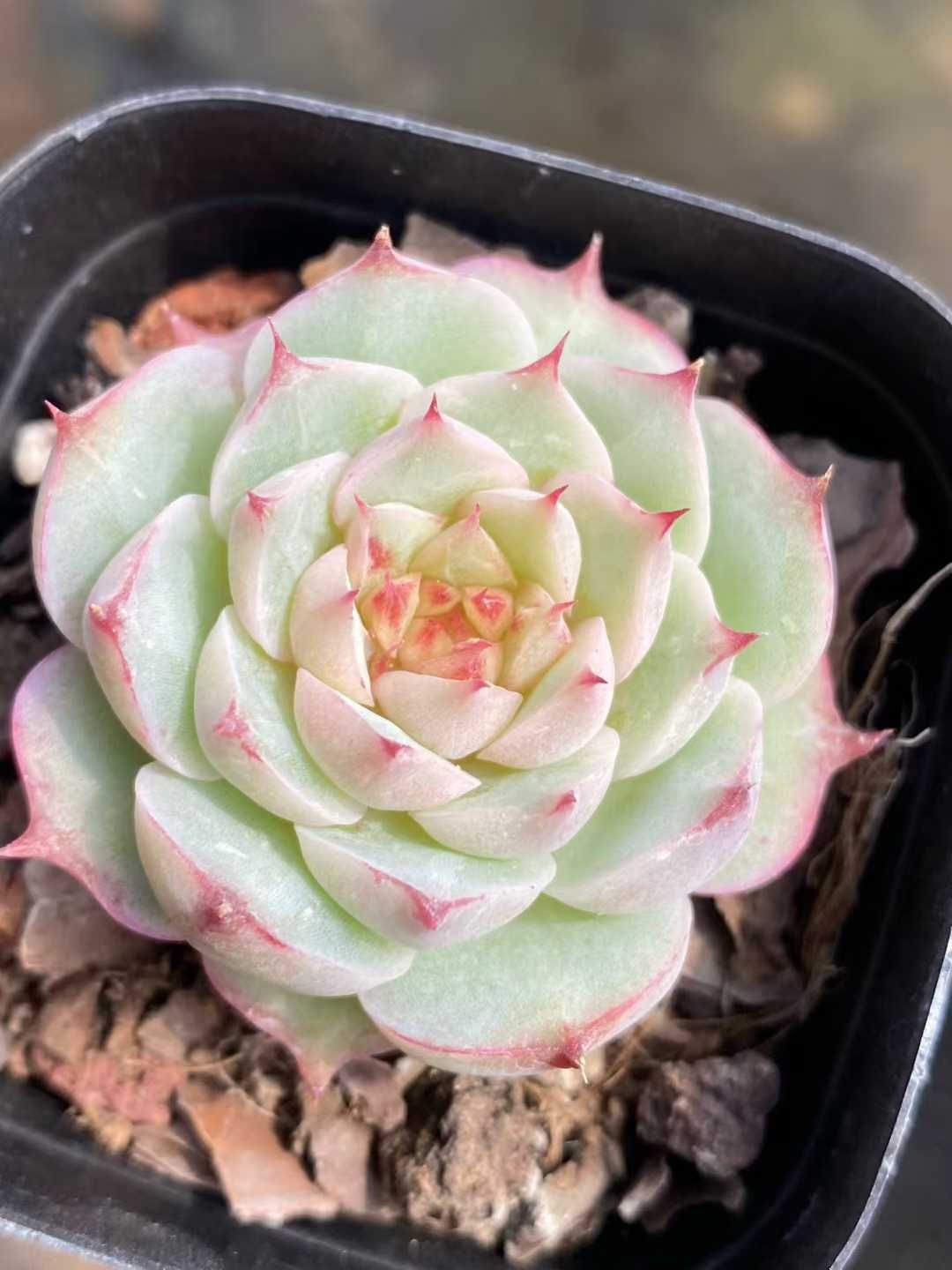 新規オープン記念 レッドポイント×24株 多肉植物 エケベリア セダム