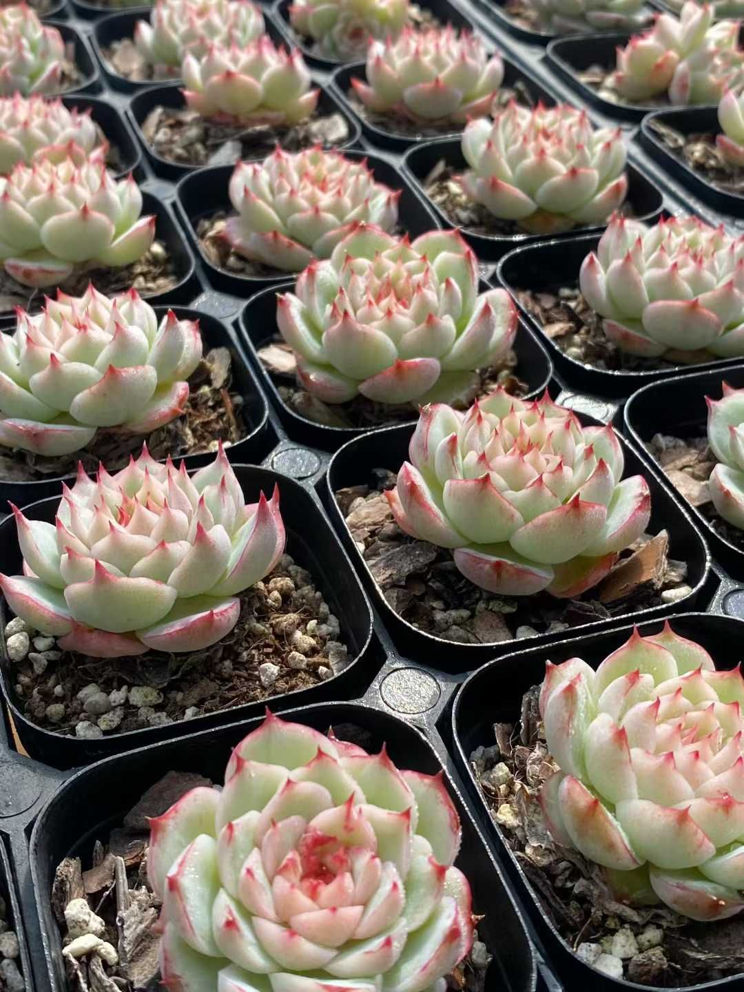 新規オープン記念 レッドポイント×24株 多肉植物 エケベリア セダム