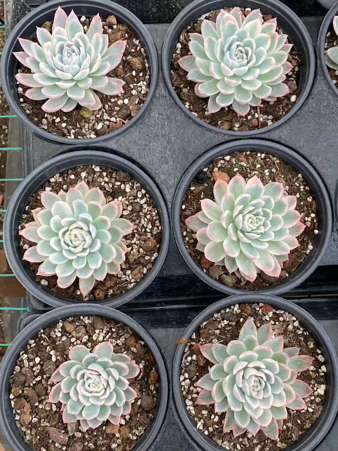 新規オープン記念 バイオレット錦×6株 多肉植物 エケベリア セダム アエオニウム 韓国苗 寄せ植え 詰め合わせ MY887