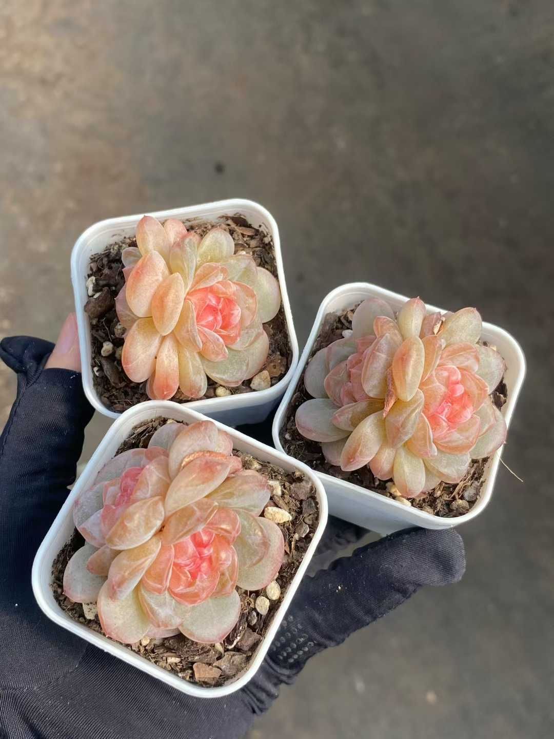 新規オープン記念 ピンクハート2頭×24株 多肉植物 エケベリア セダム アエオニウム 韓国苗 寄せ植え 詰め合わせ MY 910