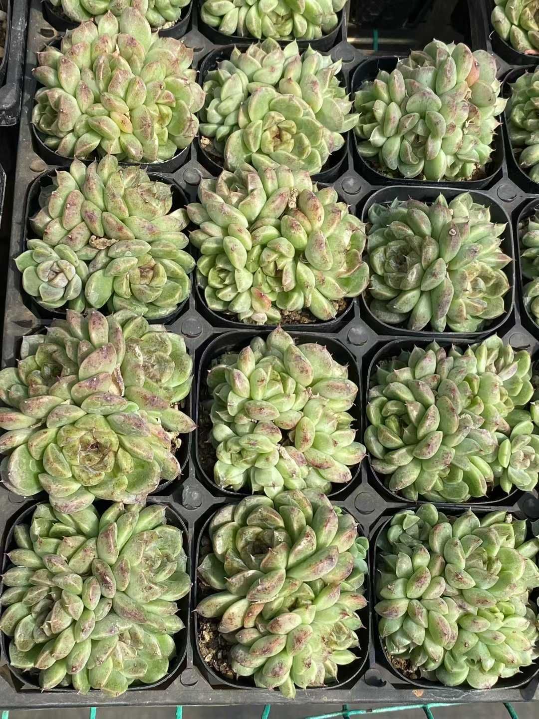 新規オープン記念 ブラックポイント群生×24株 多肉植物 エケベリア セダム アエオニウム 韓国苗 寄せ植え 詰め合わせ MY 888