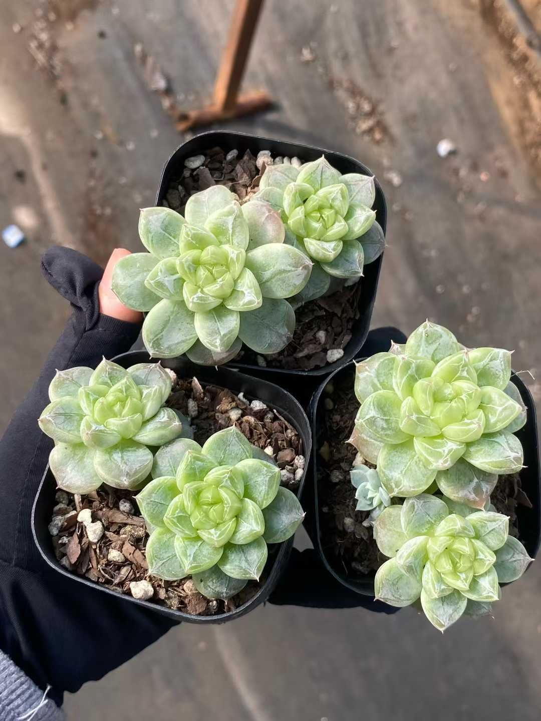 新規オープン記念 グリーンクリスタル2頭×24株 多肉植物 エケベリア セダム アエオニウム 韓国苗 寄せ植え 詰め合わせ MY 912