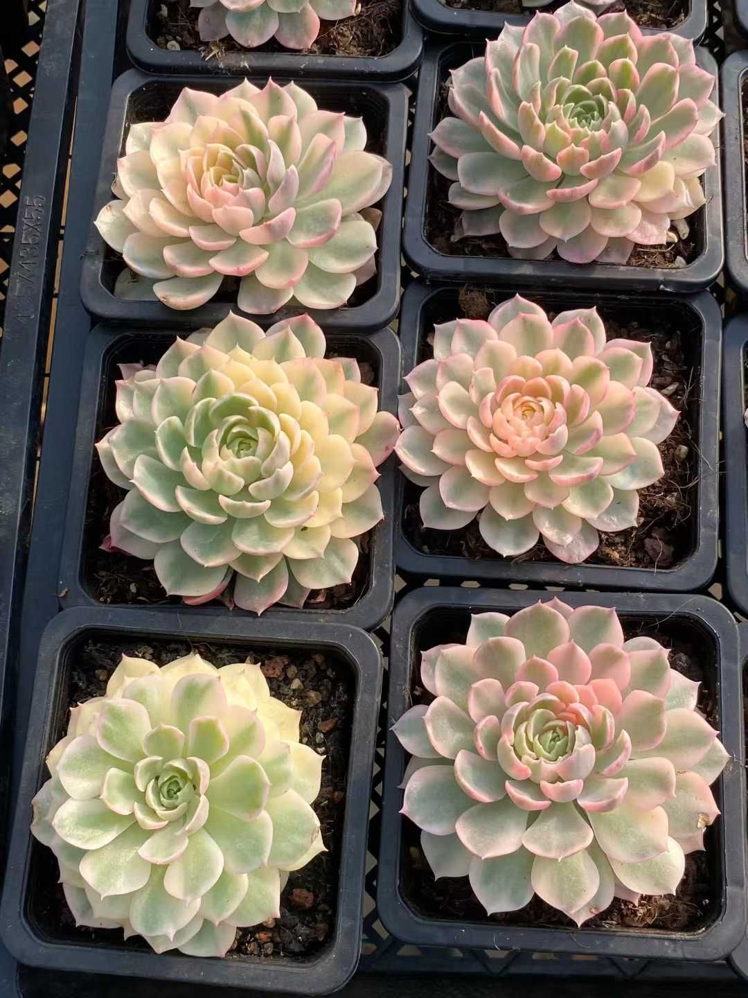 新規オープン記念 砂漠ローズ錦 12株 多肉植物 エケベリア セダム アエオニウム 韓国苗 寄せ植え 詰め合わせ MY 898