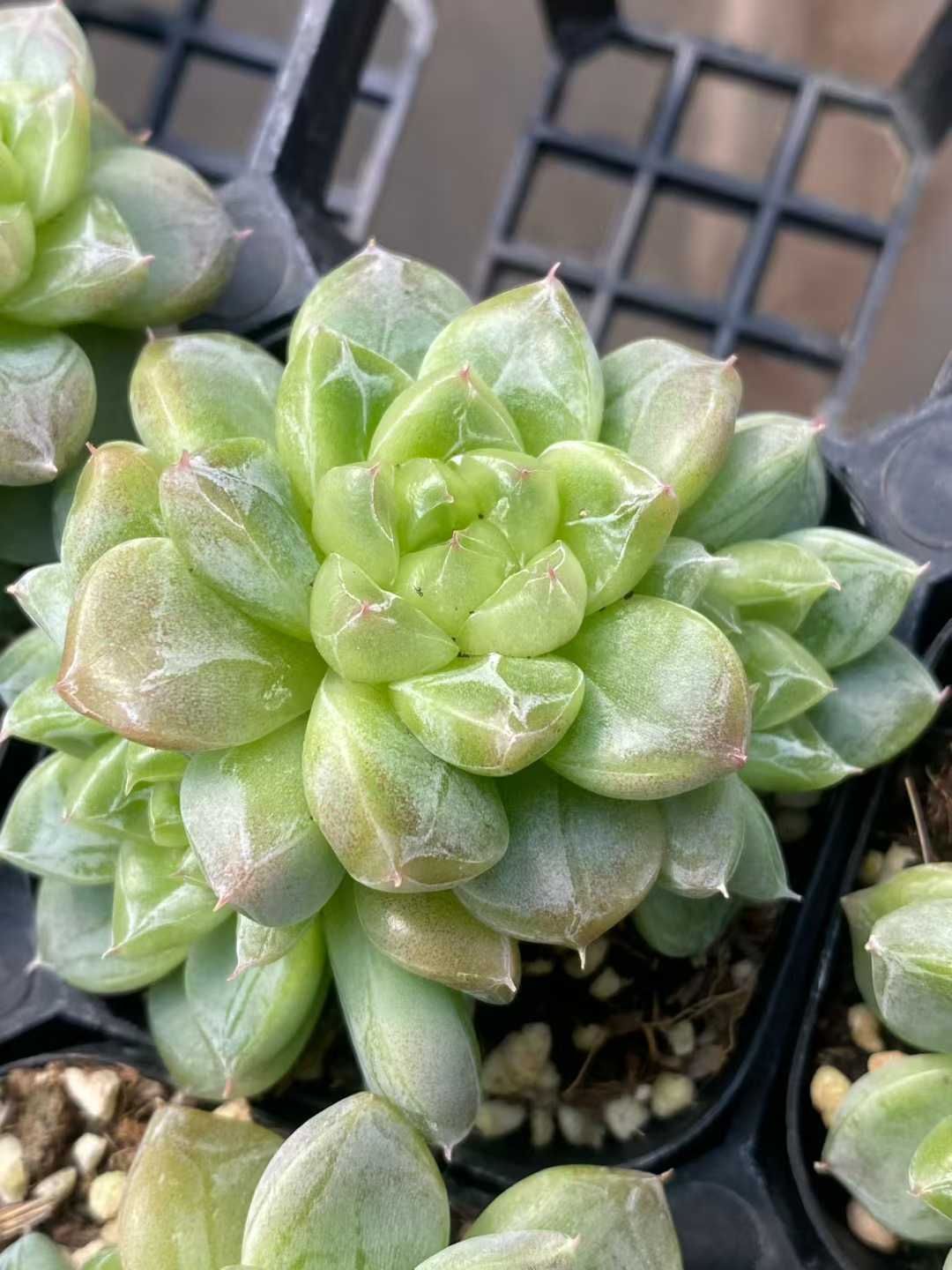 新規オープン記念 グリーンクリスタル群生×24株 多肉植物 エケベリア