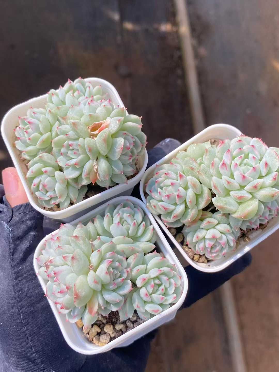 新規オープン記念 浅グリーン?ホワイト美人×24株 多肉植物 エケベリア