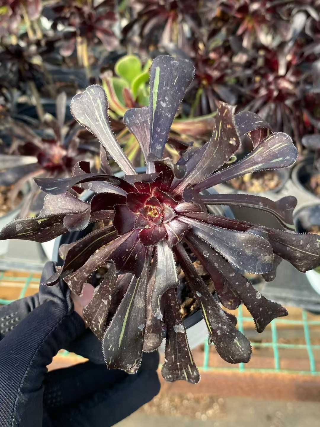 新規オープン記念 メデゥーサ 24株 多肉植物 エケベリア セダム アエオニウム 韓国苗 寄せ植え 詰め合わせ MY 905