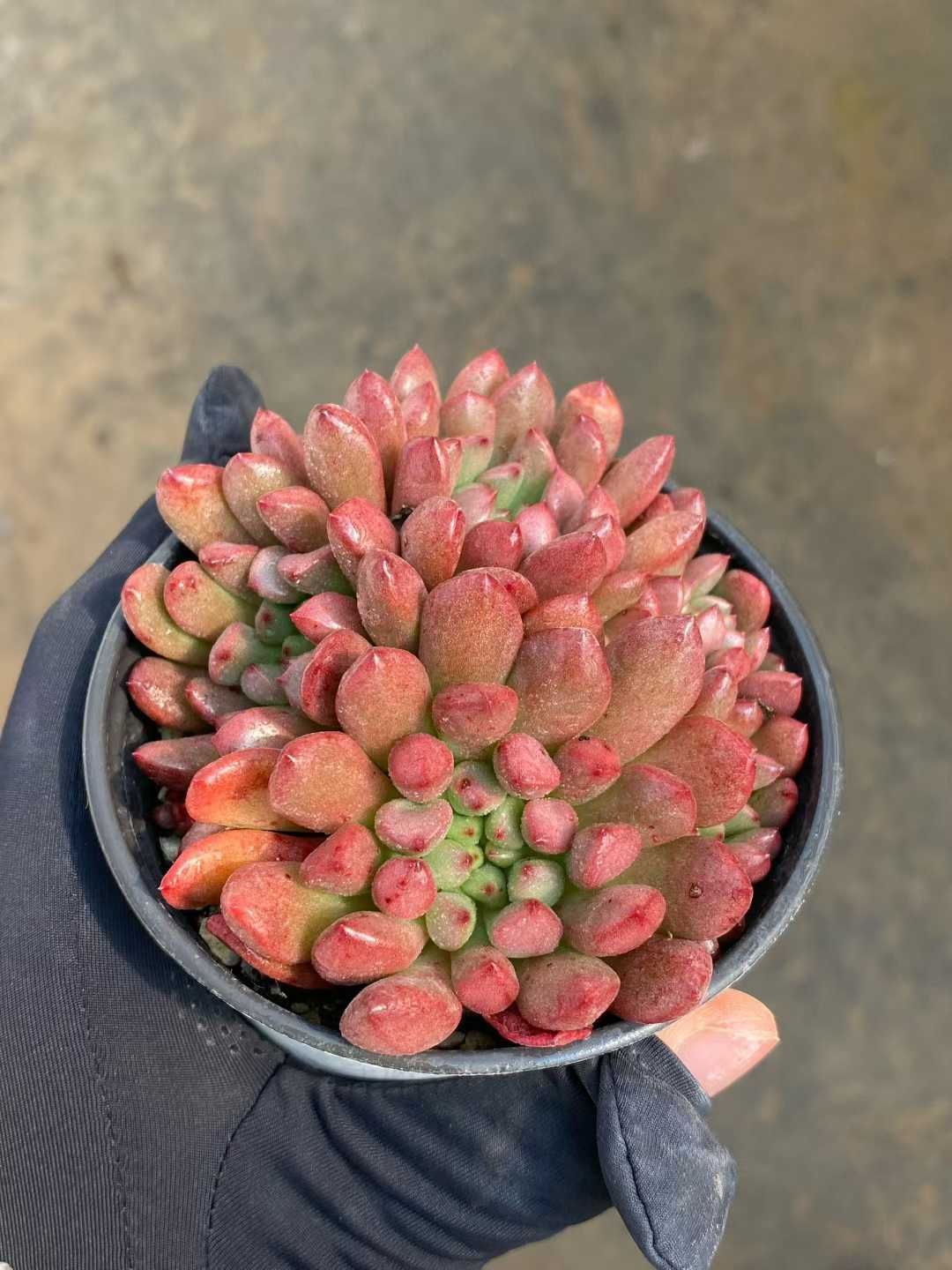 新規オープン記念 ルビー×24株 多肉植物 エケベリア セダム アエオニウム 韓国苗 寄せ植え 詰め合わせ MY 925