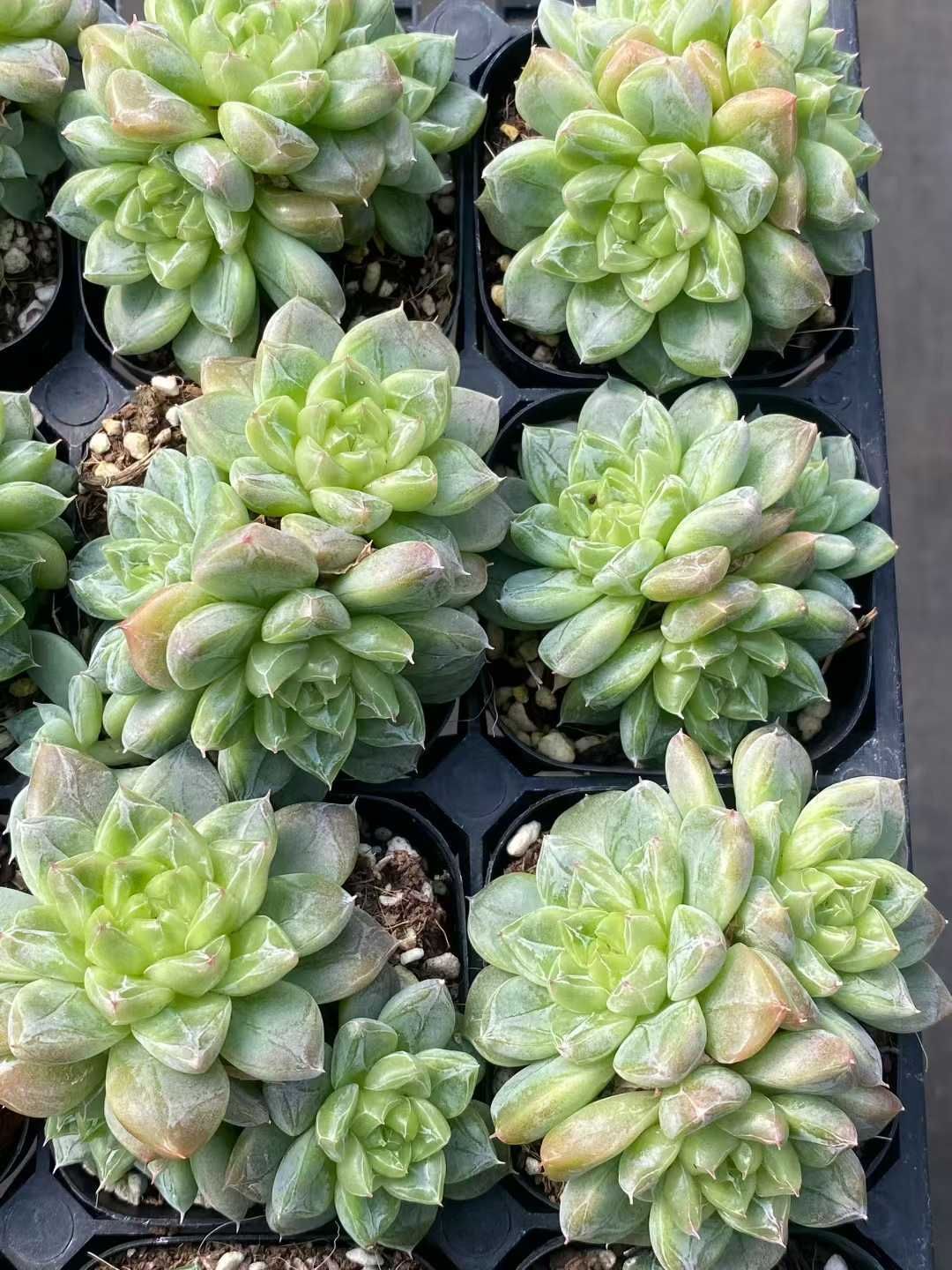 新規オープン記念 グリーンクリスタル群生×24株 多肉植物 エケベリア