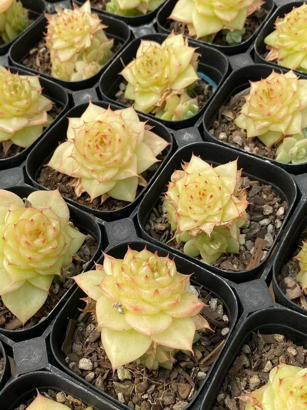 新規オープン記念 ゴールドマルガン×24株 多肉植物 エケベリア セダム アエオニウム 韓国苗 寄せ植え 詰め合わせ MY914