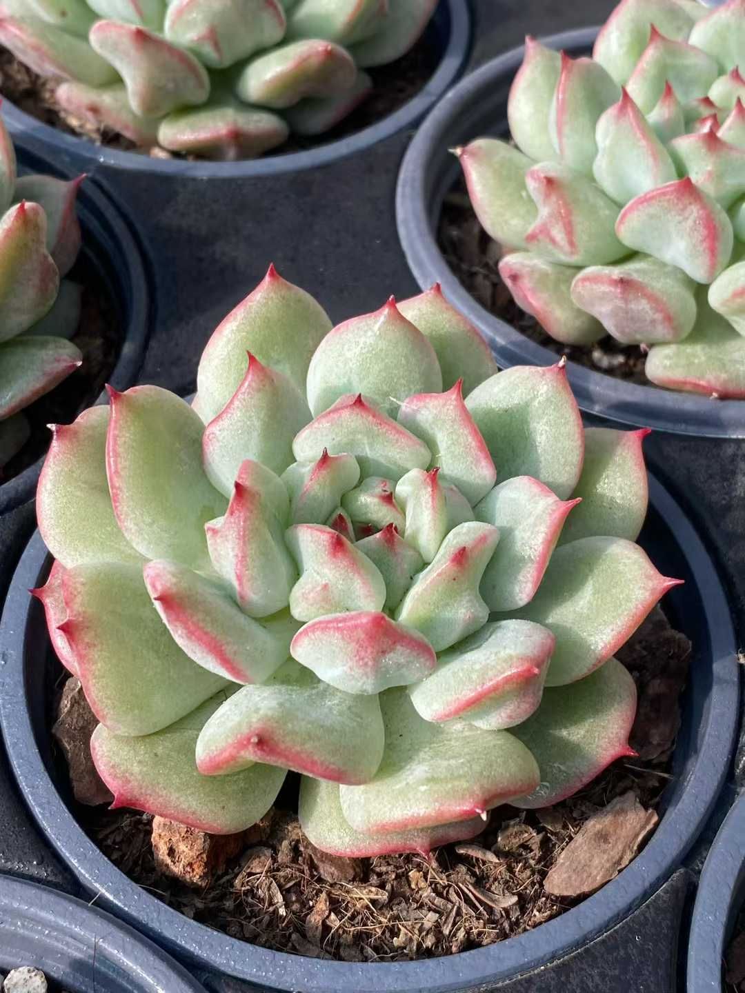 新規オープン記念 浅グリーンストーン×24株 多肉植物 エケベリア セダム アエオニウム 韓国苗 寄せ植え 詰め合わせ MY 915