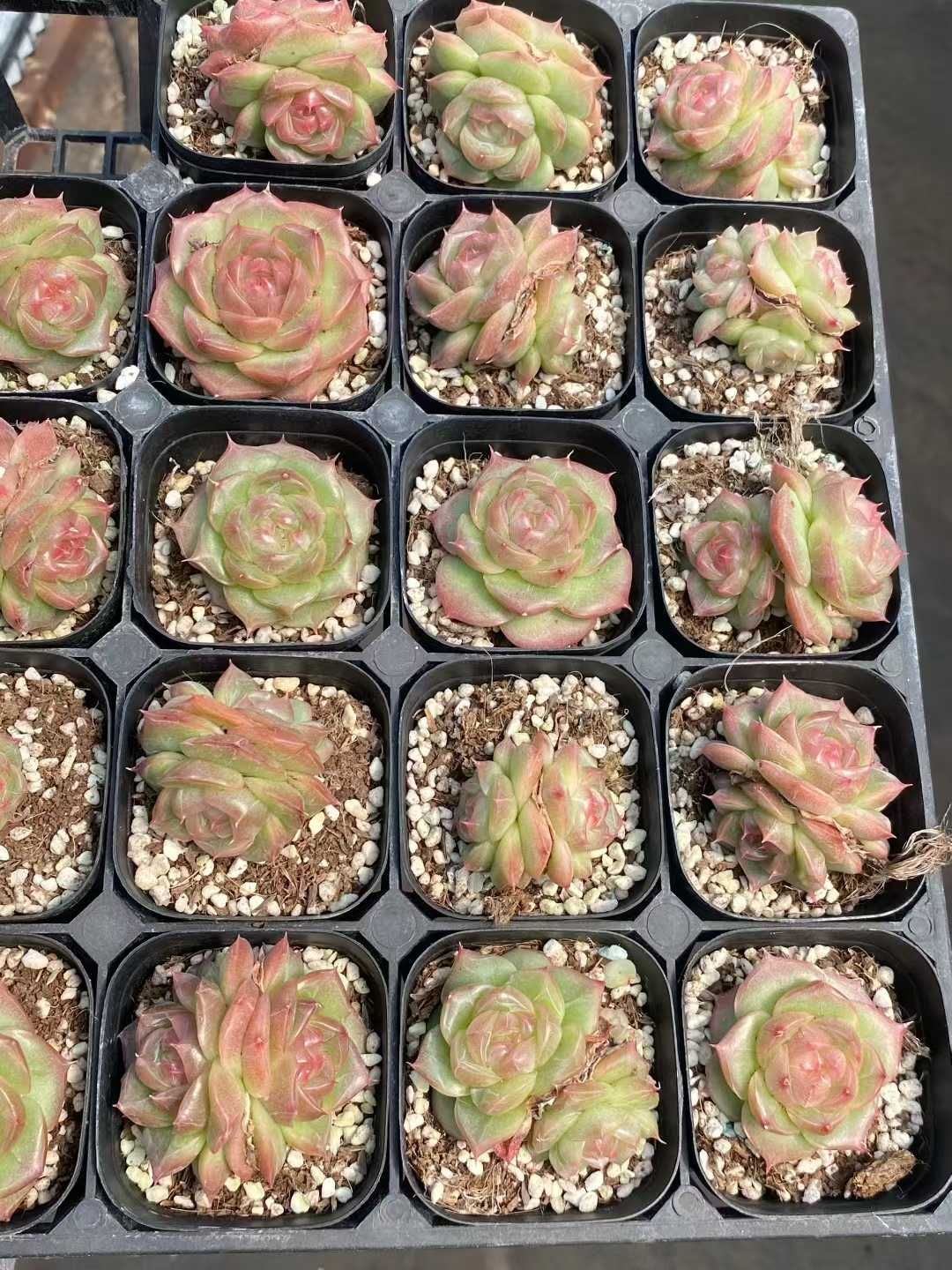 新規オープン記念 ジェニー?ピンクハート×24株 多肉植物 エケベリア セダム アエオニウム 韓国苗 寄せ植え 詰め合わせ MY 911