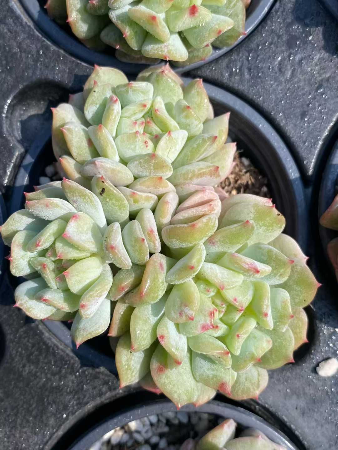 新規オープン記念 アイリッシュミント群生×24株 多肉植物 エケベリア セダム アエオニウム 韓国苗 寄せ植え 詰め合わせ MY 921