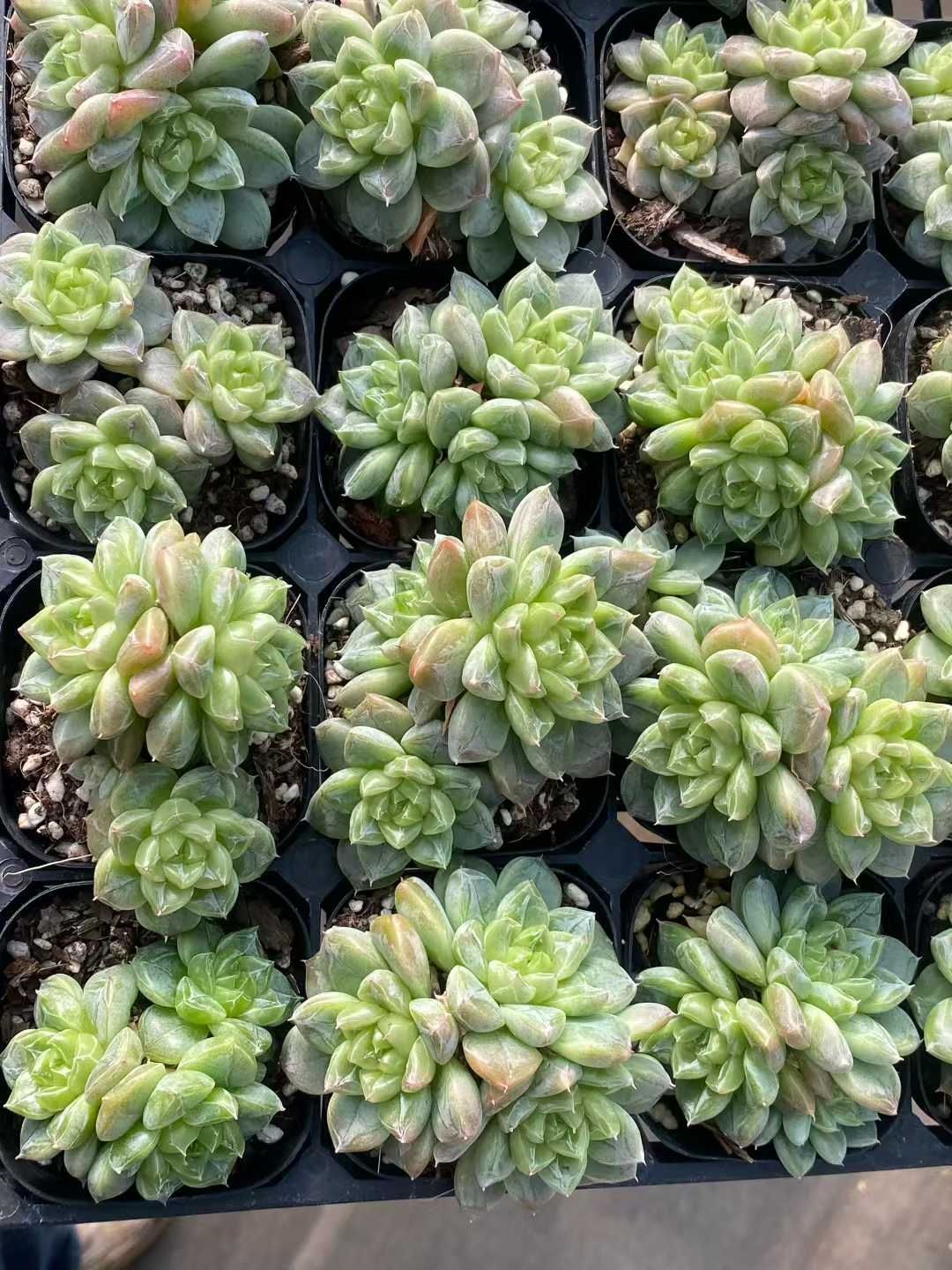 新規オープン記念 グリーンクリスタル群生×24株 多肉植物 エケベリア セダム アエオニウム 韓国苗 寄せ植え 詰め合わせ MY 913