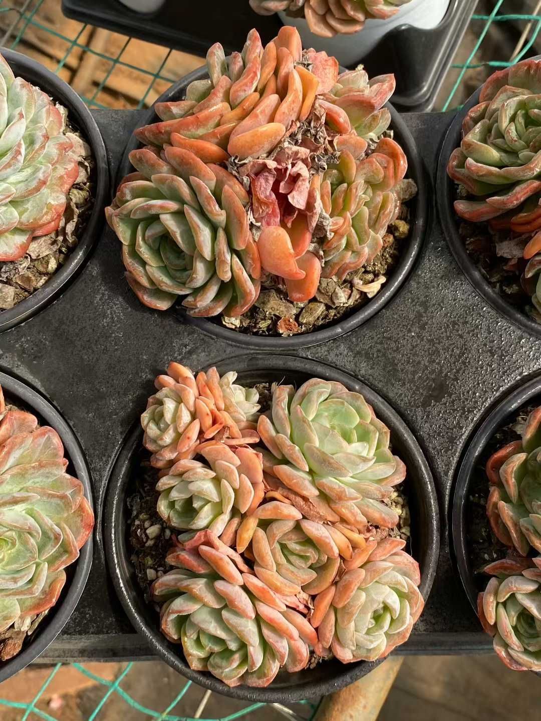 新規オープン記念 黄色ローズ群生 24株 多肉植物 エケベリア セダム アエオニウム 韓国苗 寄せ植え 詰め合わせ MY 932