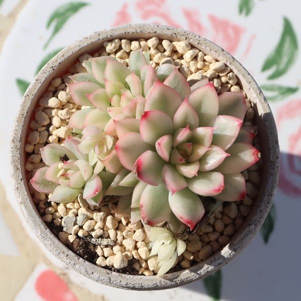 女雛錦 群生 TK12-117 エケベリア 写真の子をお届け 多肉植物