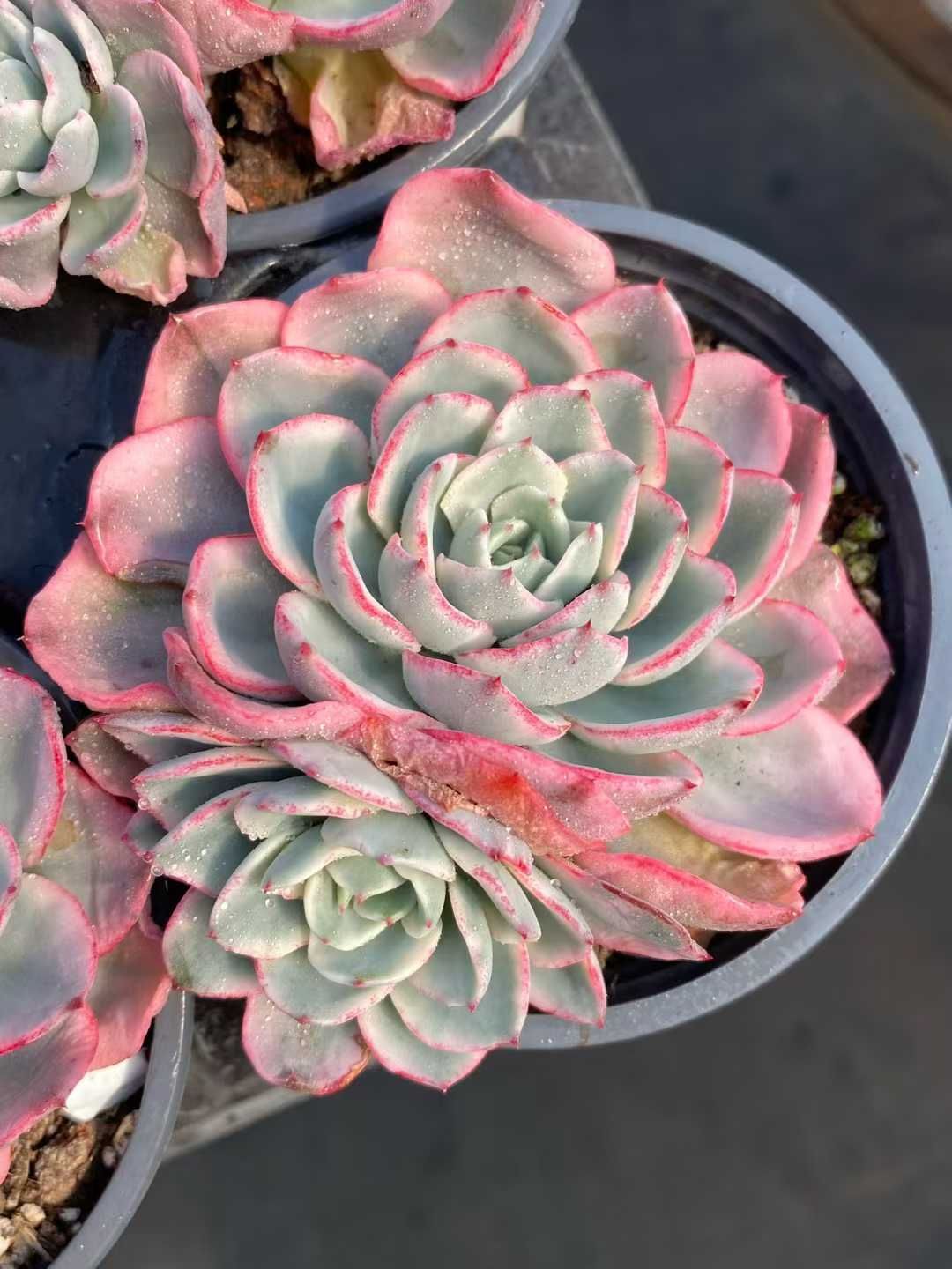 MY952×18苗 クリームイエローピーチ錦 新入荷 抜き苗 多肉植物